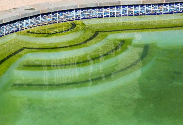 Cost of Pool Deck Algae Removal in Odessa